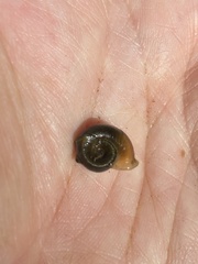 Planorbella trivolvis