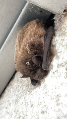 Pipistrellus