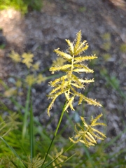 Cyperus esculentus