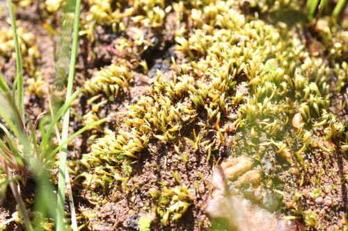 Image of Eccremidium arcuatum by (c) Hugo Innes, some rights reserved (CC BY)