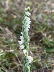 Spiranthes spiralis