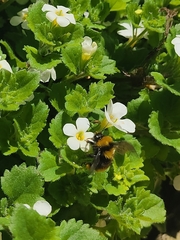 Bombus hortulanus