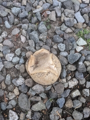 Lycoperdon pratense