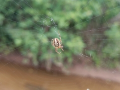Araneidae