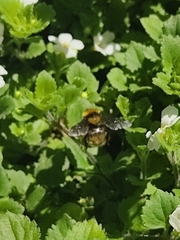 Bombus hortulanus