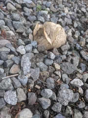 Lycoperdon pratense