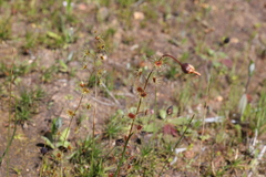 Drosera heterophylla