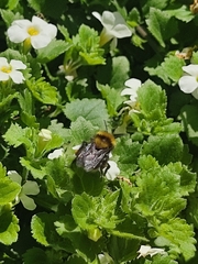 Bombus hortulanus