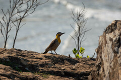Colaptes campestris campestroides