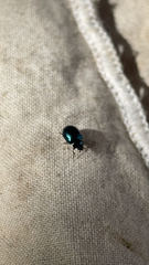 Plagiodera versicolora