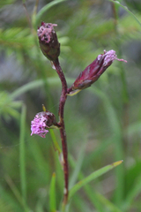 Liatris cylindracea