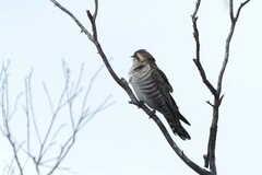 Chrysococcyx basalis