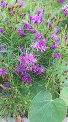 Vernonia lettermannii