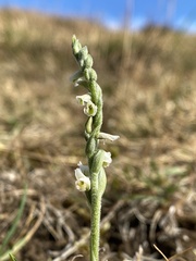 Spiranthes spiralis
