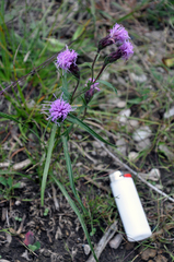 Liatris cylindracea
