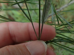 Pinus cembroides