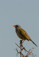 Embernagra platensis