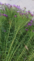 Vernonia lettermannii