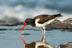 Haematopus palliatus