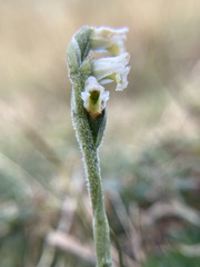 Spiranthes spiralis