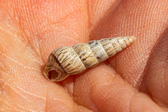 Cochlicella acuta