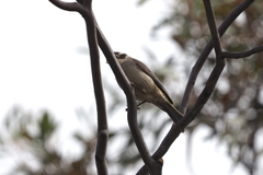 Melithreptus brevirostris