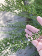 Lespedeza cuneata
