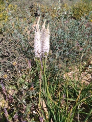 Bulbinella eburniflora