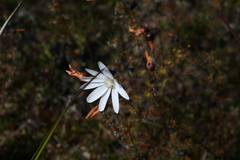 Drosera heterophylla