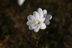 Drosera heterophylla