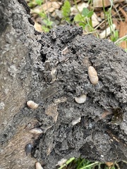 Deroceras reticulatum