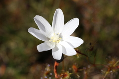 Drosera heterophylla
