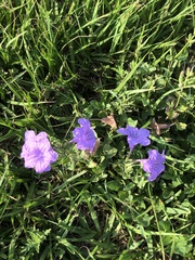 Ruellia nudiflora