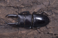 Serrognathus consentaneus