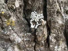 Physcia americana