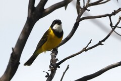 Pachycephala fuliginosa