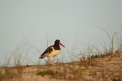 Haematopus palliatus
