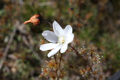 Drosera heterophylla