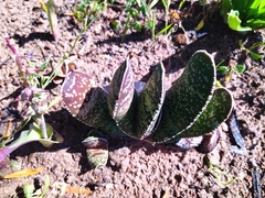 Gasteria