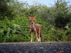 Canis aureus indicus