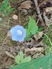 Ipomoea
