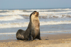 Arctocephalus tropicalis