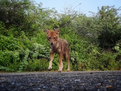 Canis aureus indicus