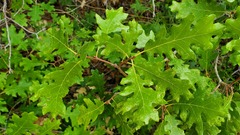 Quercus gambelii