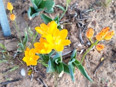 Ornithogalum maculatum