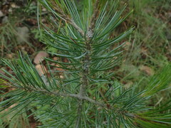 Pinus cembroides