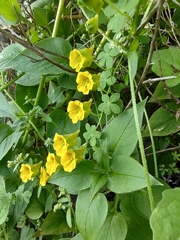 Tropaeolum brachyceras