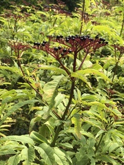 Sambucus ebulus