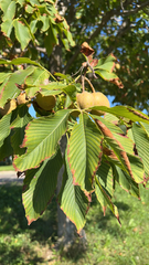 Aesculus flava
