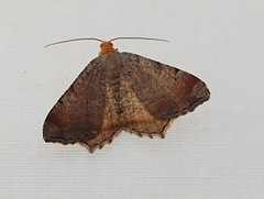 Macaria minorata